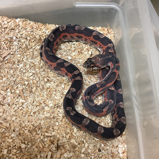 Scaleless Texas Ratsnake Male #2022M14