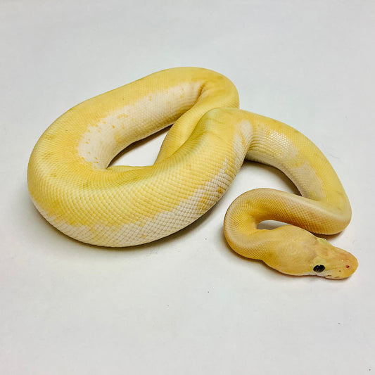 Ball Pythons for Sale at BHB Reptiles - High Quality & Wide Variety in ...