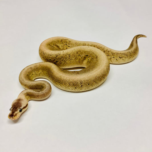Black Pewter Cypress Pinstripe Ball Python - Male #2021M03-1
