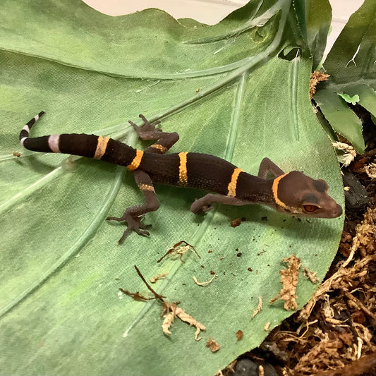 Chinese Cave Geckos For Sale BHB Reptiles Reptile Breeder Since 1989