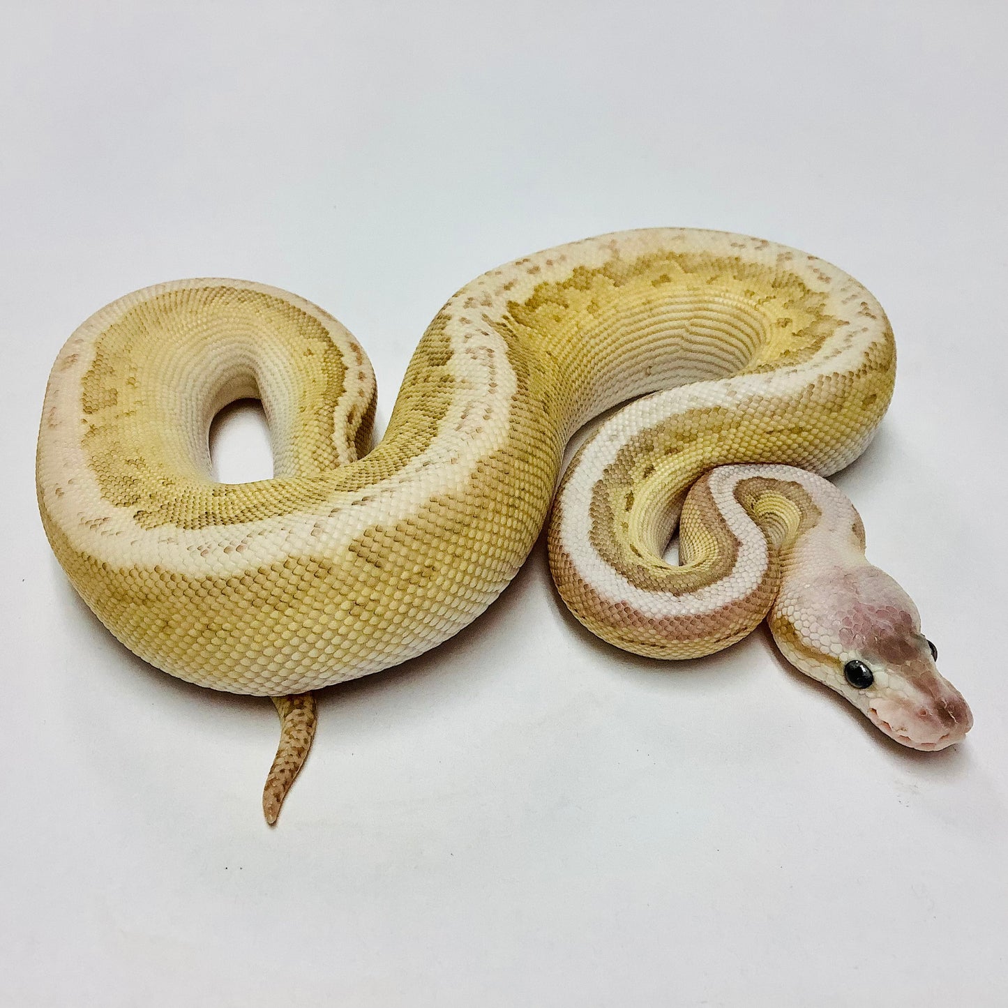 Super Pastel Black Pastel Lesser Pinstripe Cypress Ball Python - Male #2021M01