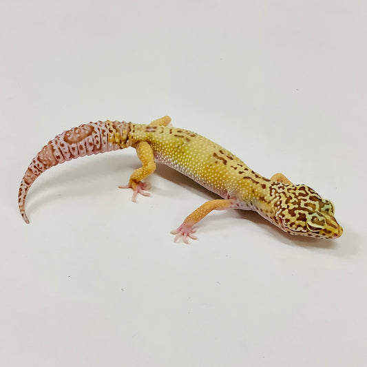 Hypo Albino Bell Pos Mack Snow Leopard Geckos (TSF)-#H-F10-81120-1