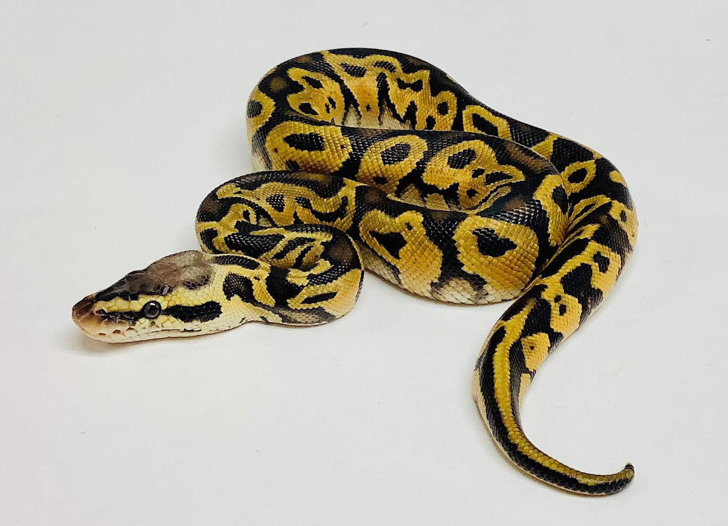 Pastel Leopard Het Clown Ball Python - Male #2021M01-1
