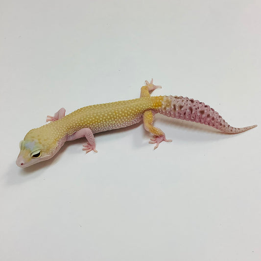 Super Hypo Mack Snow W/Y Eclipse Pos Het Bell Leopard Gecko (TSF)- #E-J11-62820-1