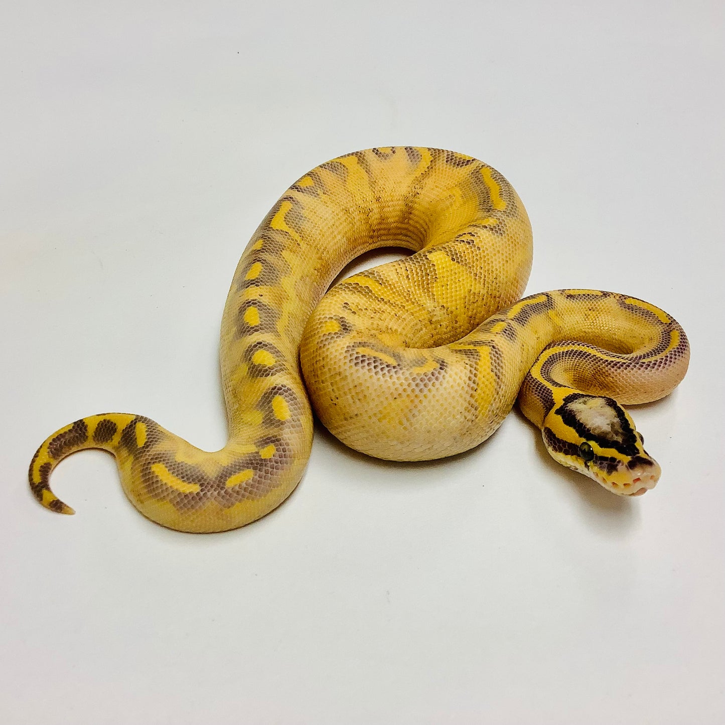 Pastel Enchi Freeway Ball Python - Male #2021M01