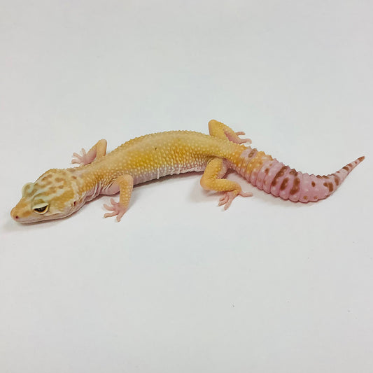 Raptor W/Y Leopard Gecko (TSF) - #TB-J-L3-70319-1