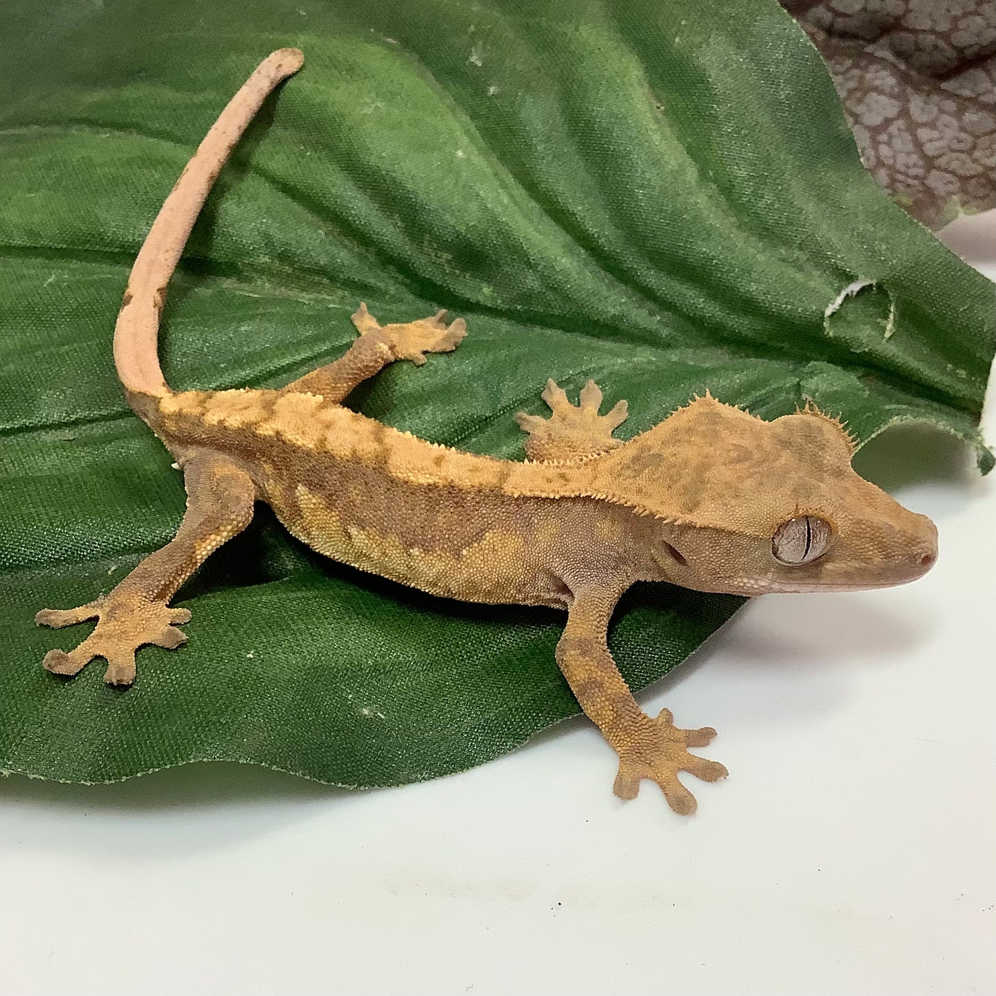 Red Tricolor Crested Gecko- Male #CGG202