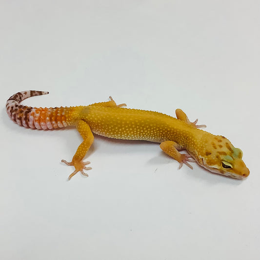 Hypo Tangerine Albino Tremper Het Eclipse Leopard Gecko -Female #F-D2-62122-1