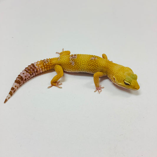 Albino Tremper Tangerine Leopard Gecko (TSF) - #TB-M-L12-81420-1