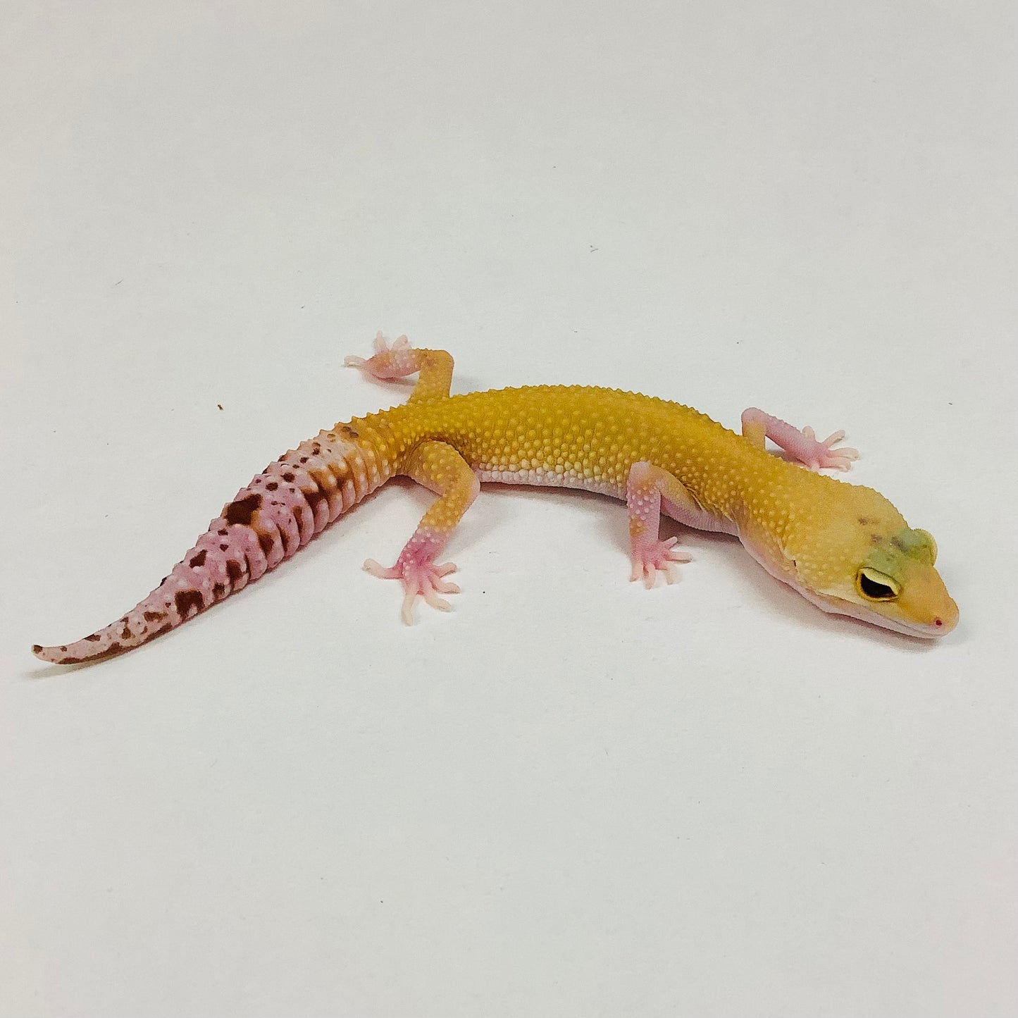 Raptor Leopard Gecko Female F-D3-81422-1