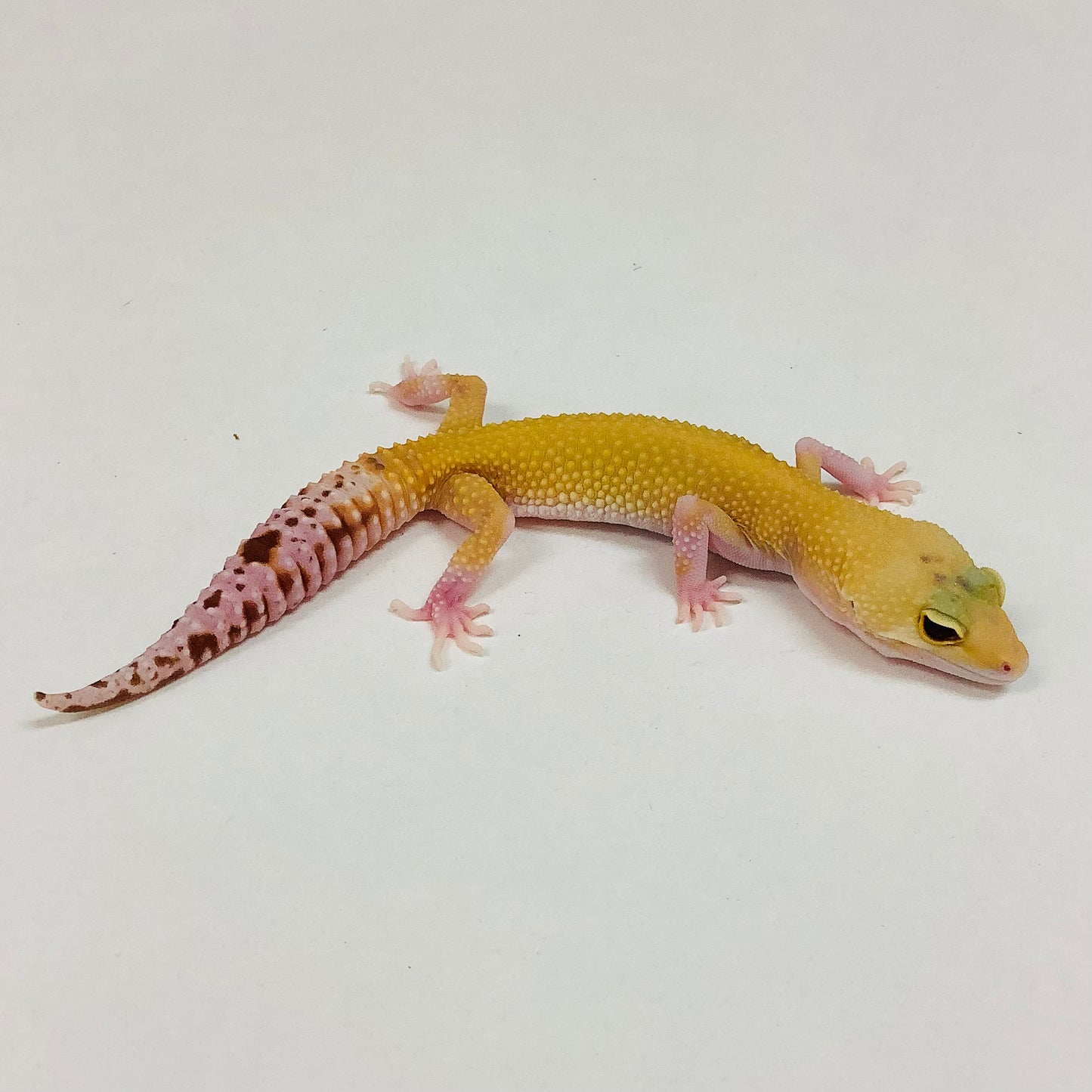 Raptor Leopard Gecko- Female #K-D3-81422-1