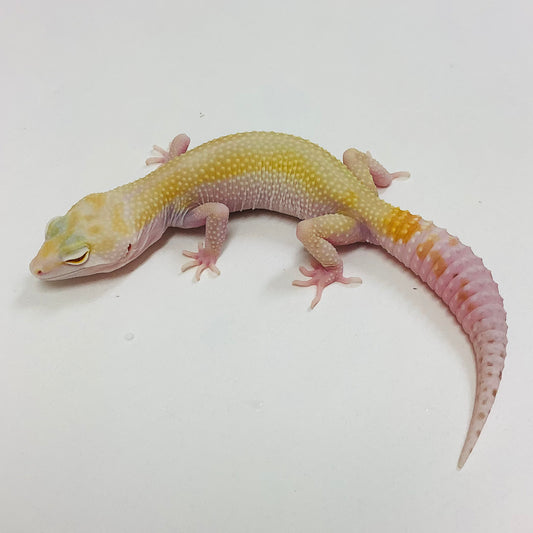 Super Hypo Albino Bell W/Y Pos Het Eclipse Leopard Gecko- (TSF)- #J-K5-91821-1