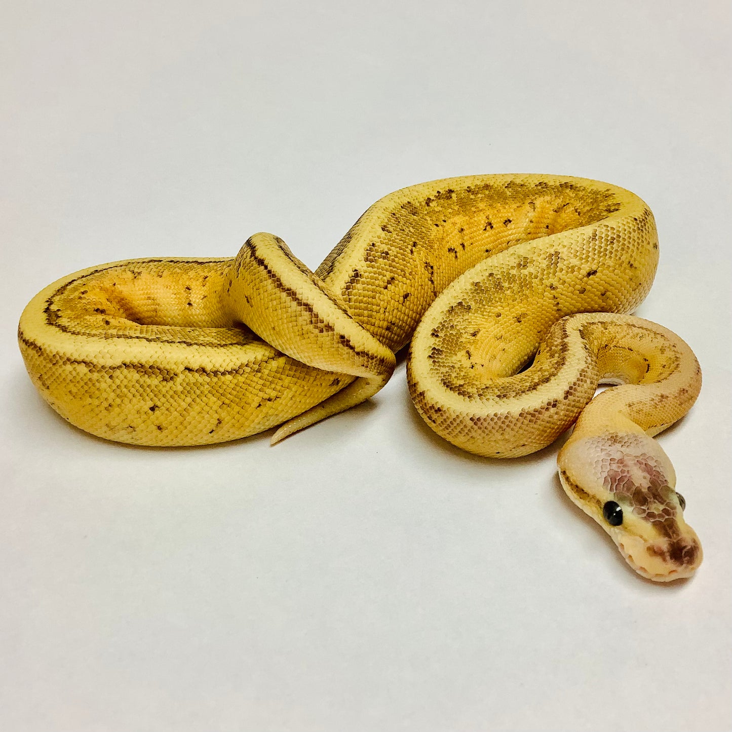 Dragonfly Ball Python - Female #2022F01