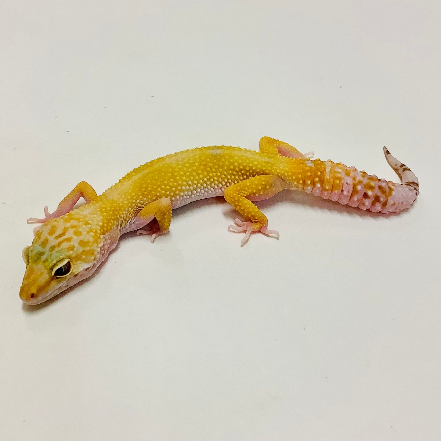 Raptor W/Y Leopard Gecko Female - #B-I6-81320-1