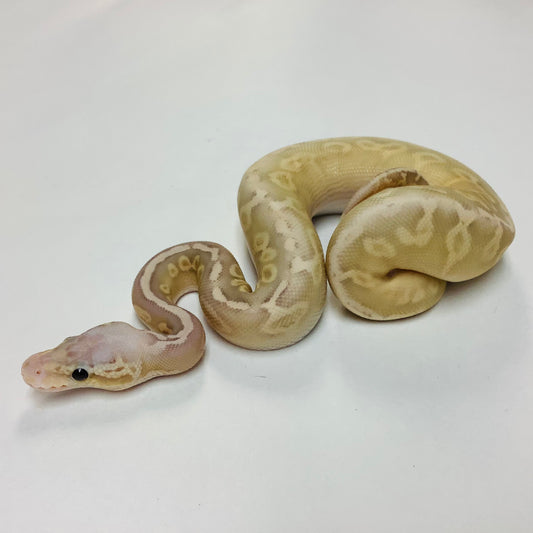 Banana Lesser Pewter Ball Python - Male #2022M01