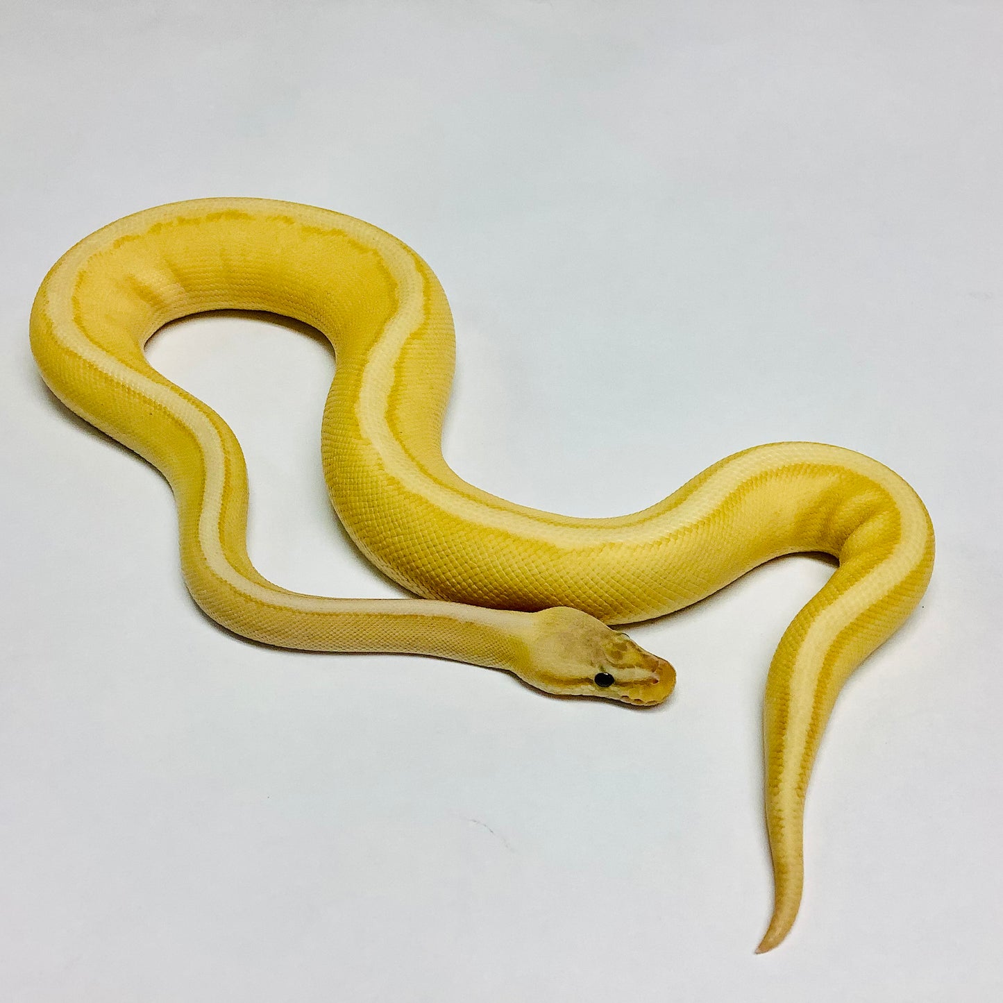 Banana Pastel Genetic Stripe Ball Python - Male #2021M02-1