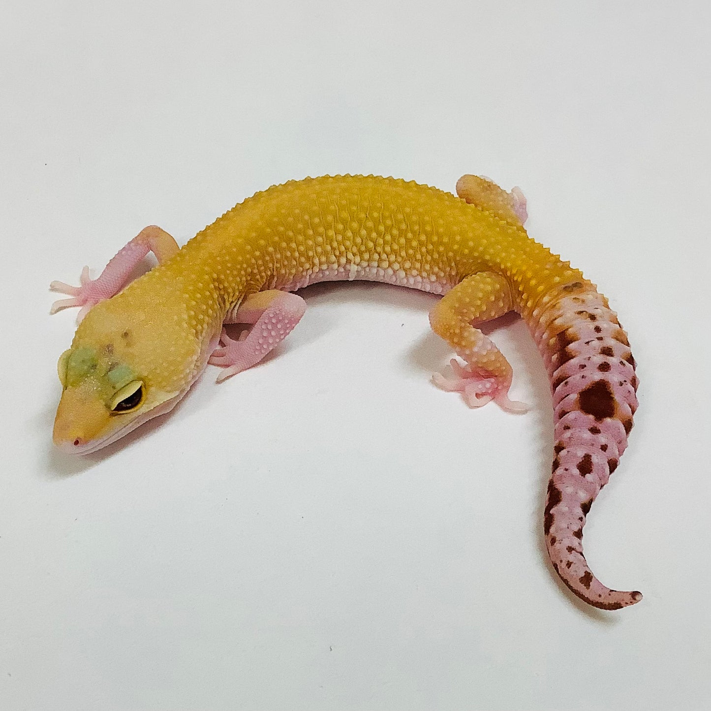 Raptor Leopard Gecko- Female #K-D3-81422-1