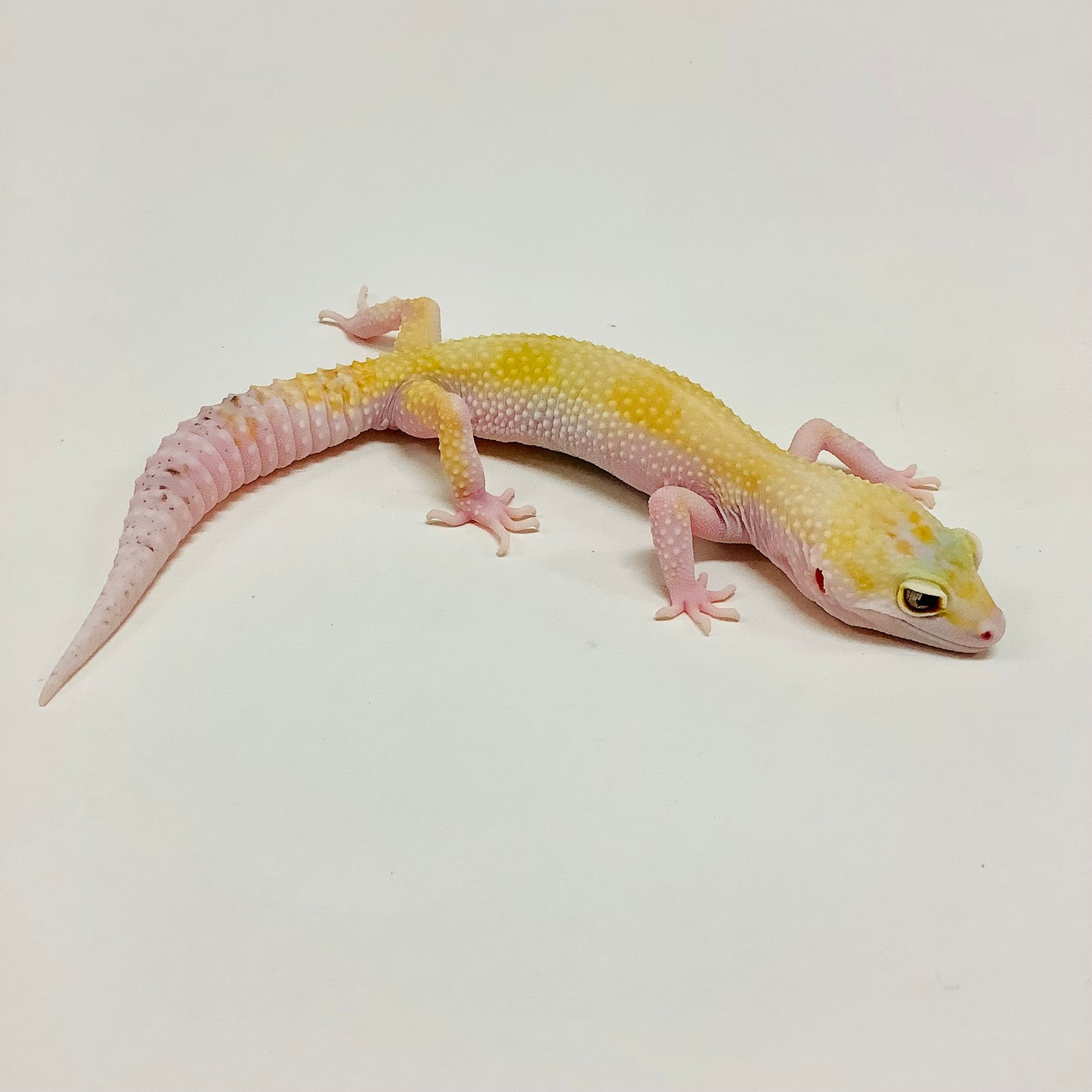 Super Hypo Mack Snow W/Y Eclipse Leopard Gecko -(TSF)- #E-J10-71620-1
