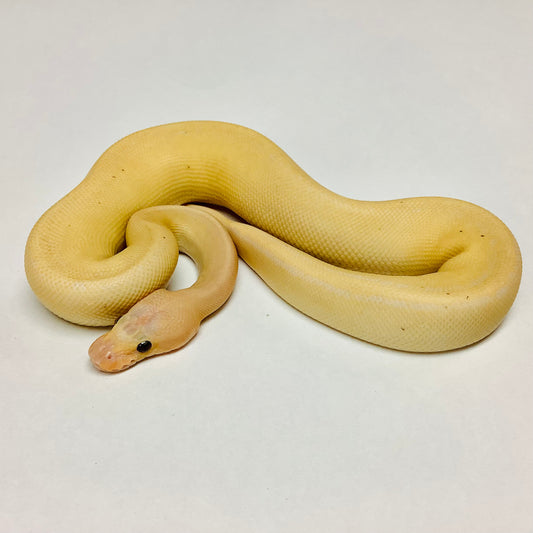 Pastel Banana Camo Ball Python - Male #2022M01