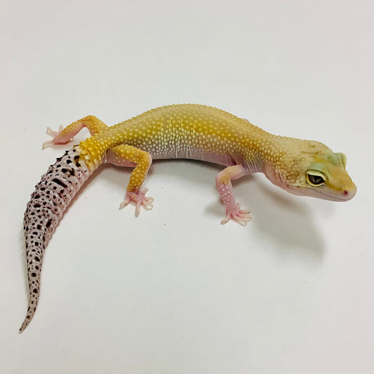 Super Hypo Tangerine Eclipse Pos Het Tremper Leopard Gecko Female #F-F3-90620-1