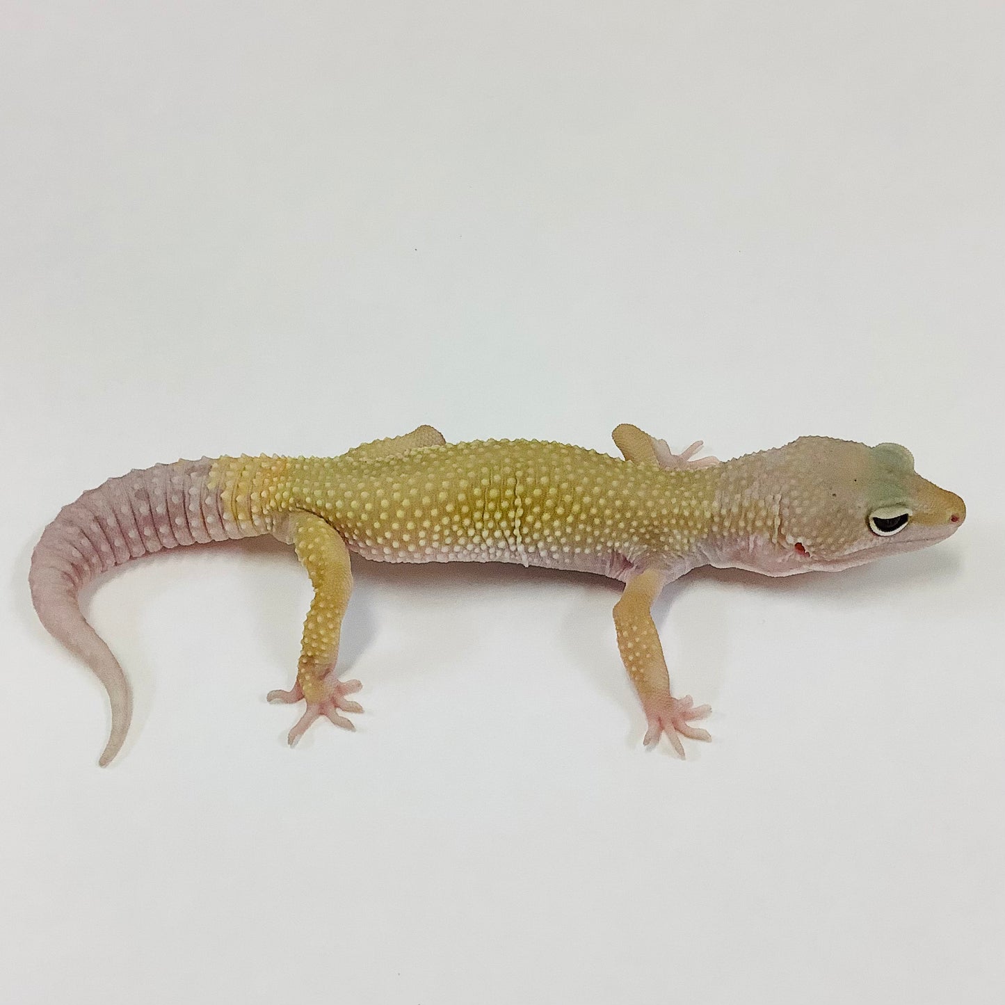 Murphy Patternless Leopard Gecko Male H-H7-52724-1