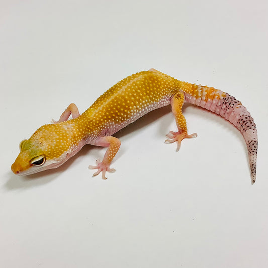 Super Hypo Tangerine Carrot Tail Baldy W/Y Leopard Gecko Female #F-L6-81920-1