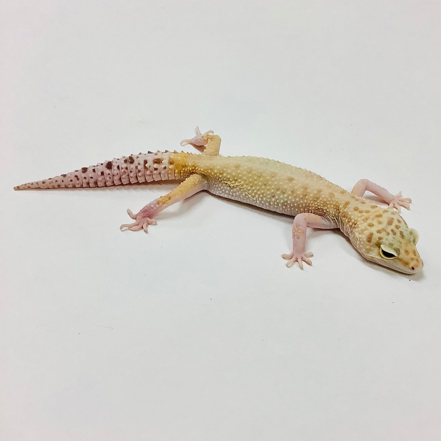 Raptor W/Y Leopard Gecko Female #E-M1-71718-1