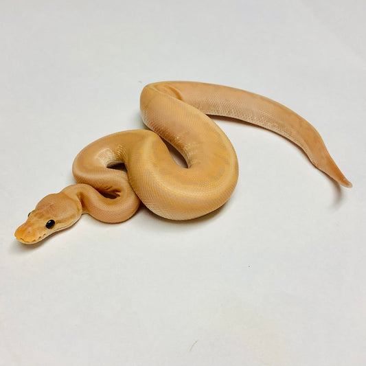 Banana Lori Pinstripe X-Treme Ball Python- Male #2022M01
