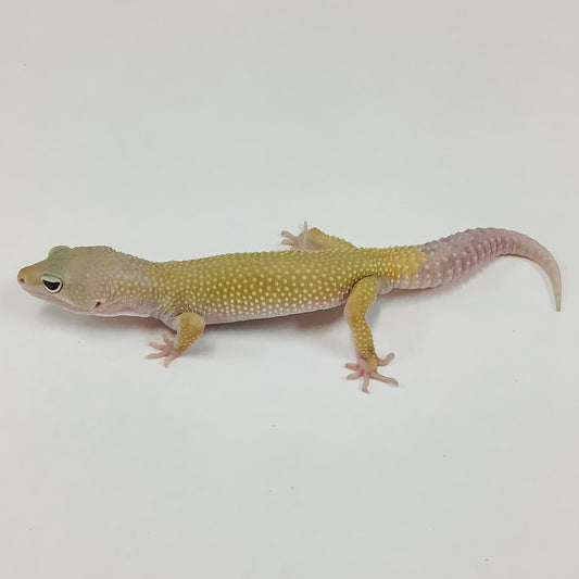 Murphy Patternless Leopard Gecko Male H-H7-52724-1
