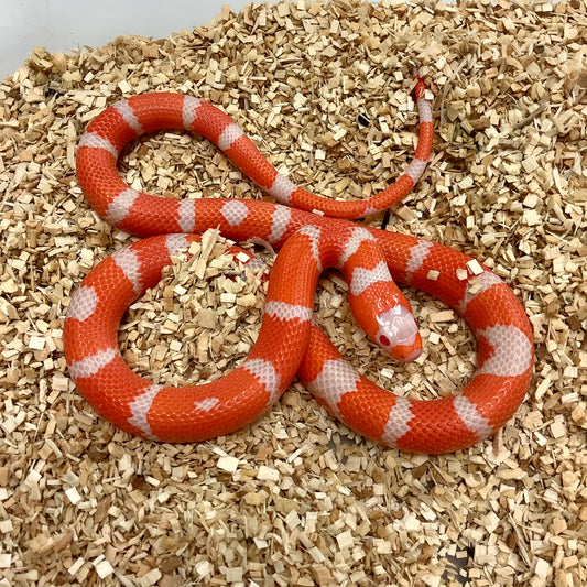 Extreme Albino Tangerine Honduran Milksnake- Male #2022M02