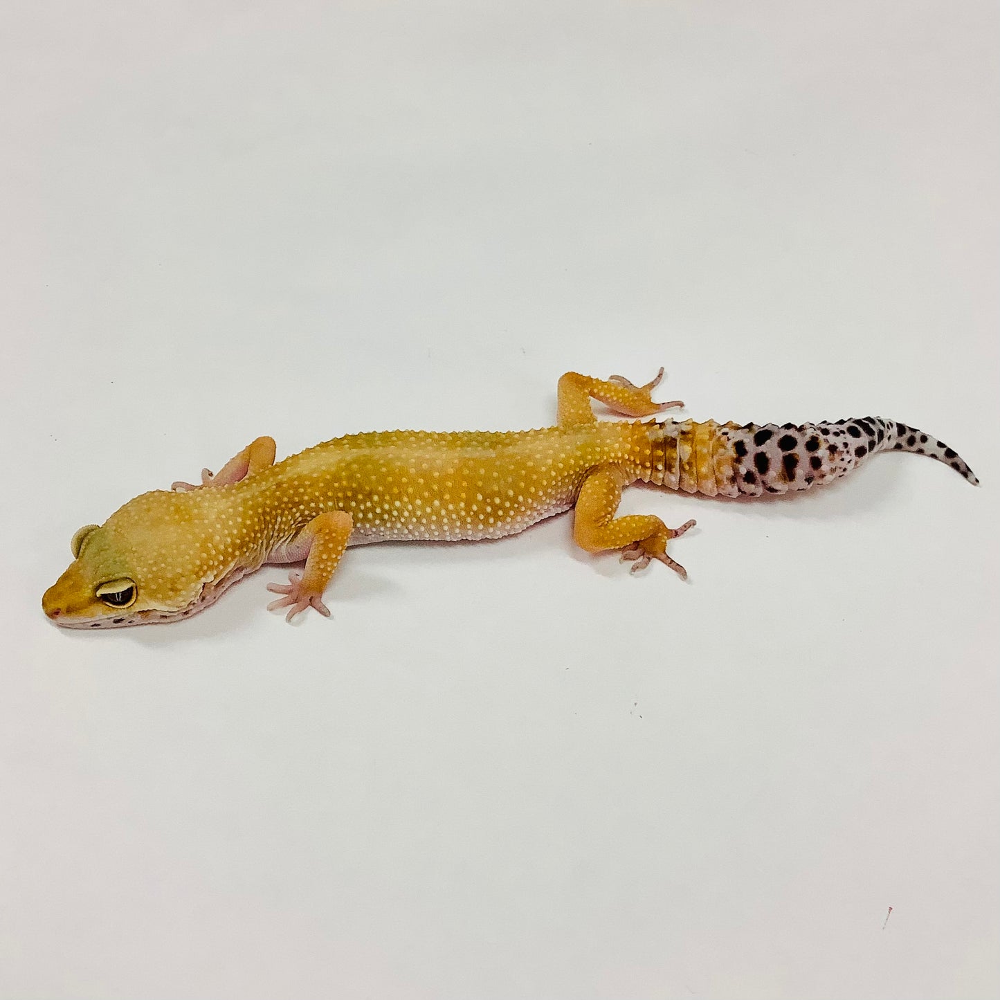 Super Hypo Tangerine Carrot Tail Baldy Leopard Gecko (TSF)-#TB-V-Q9-70919-1