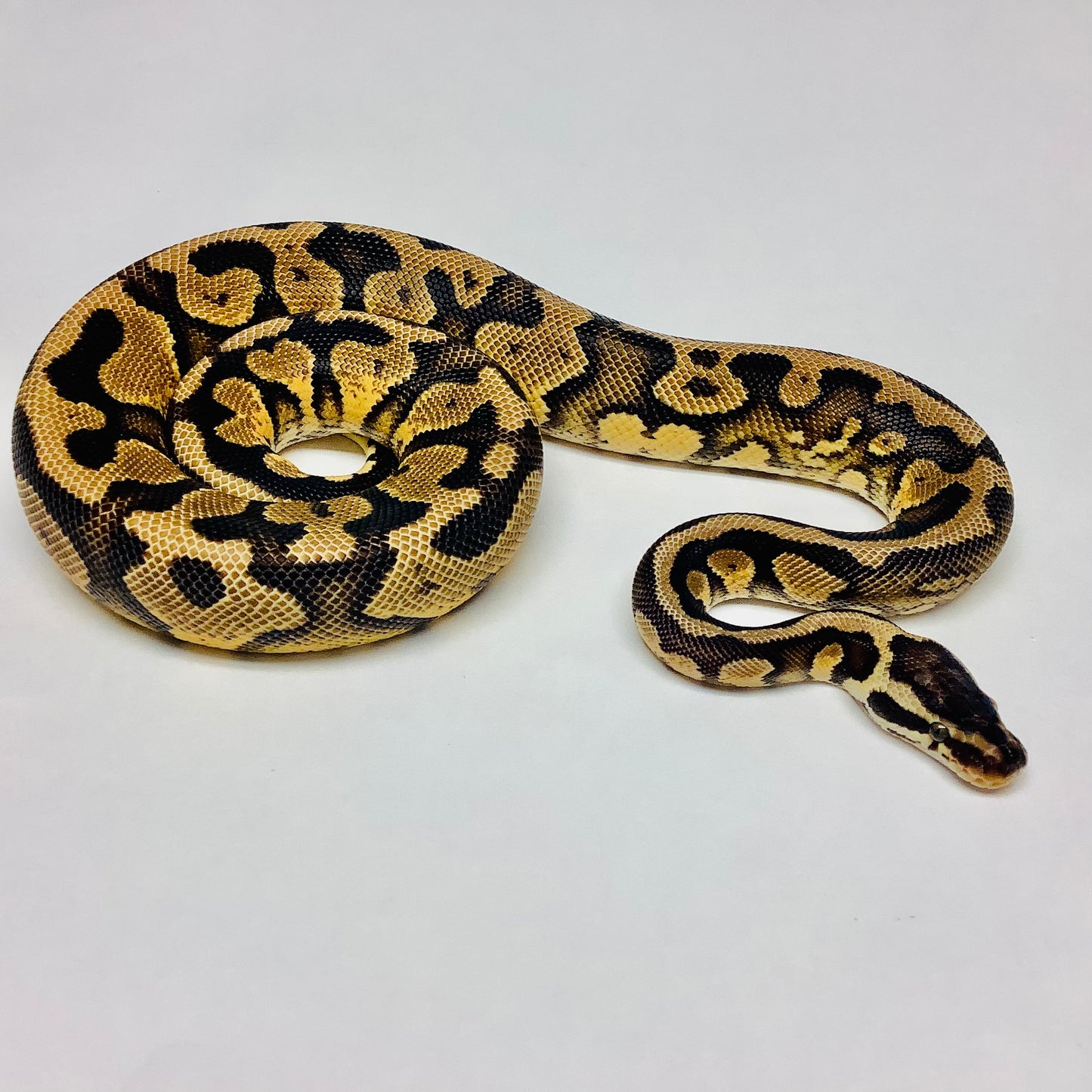 Pastel Red Stripe Yellowbelly Ball Python - Male #2020M01-1