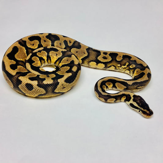 Pastel Red Stripe Yellowbelly Ball Python - Male #2020M01-1