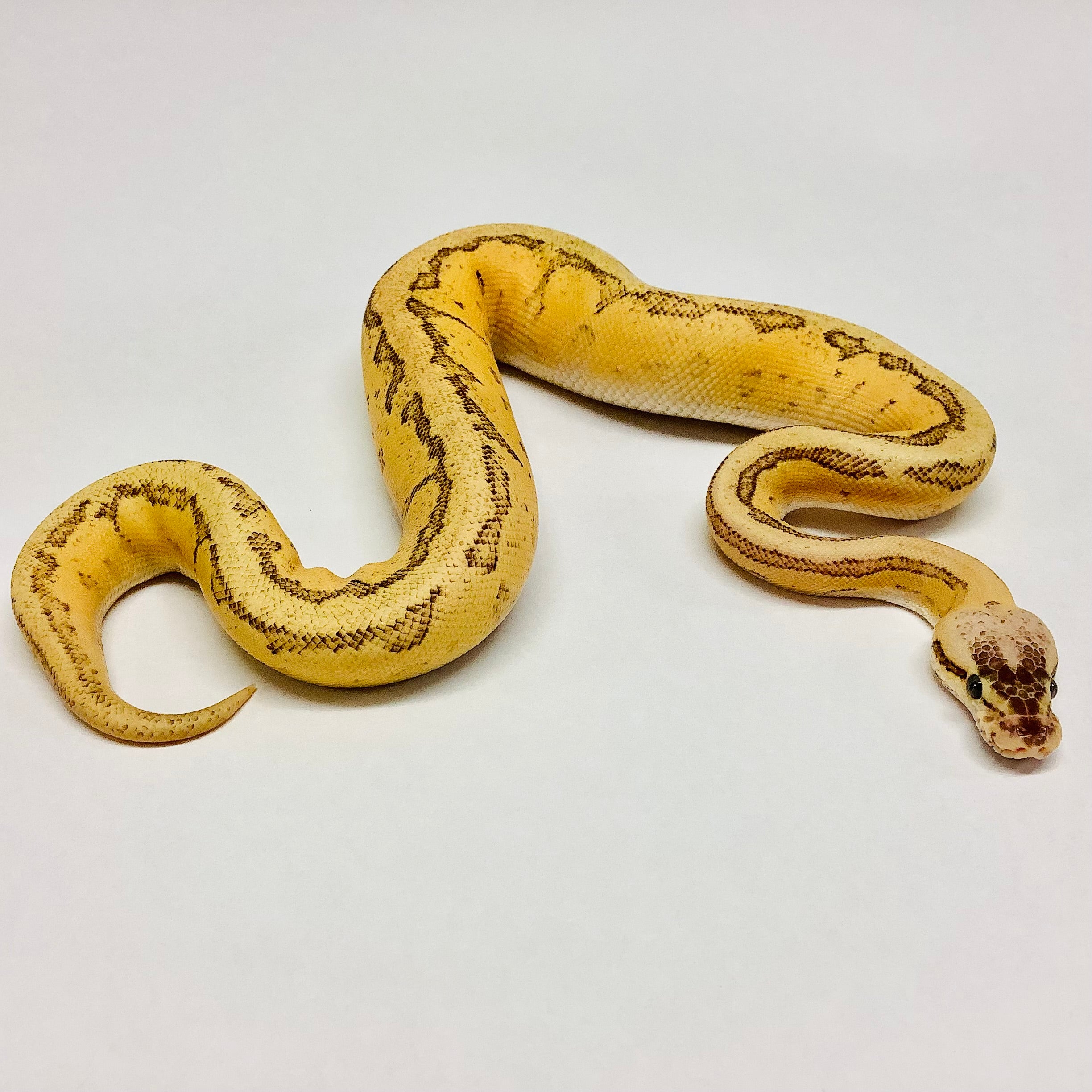 Lemon Blast Ball Python