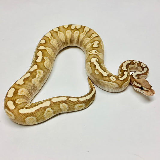 Pastel GHI Lesser Ball Python- Male #2021M01