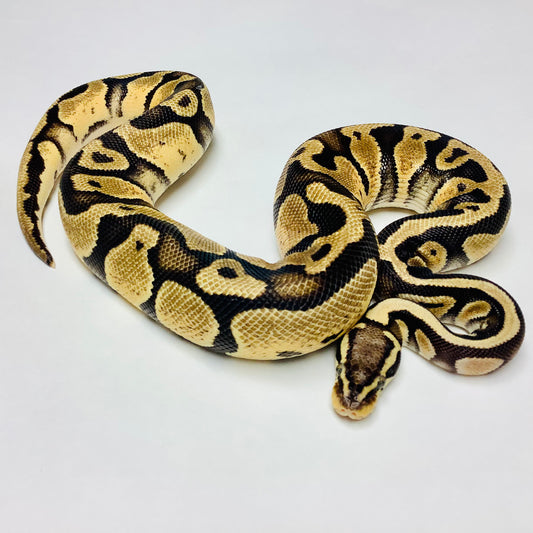 Pastel Cypress Ball Python Male - #2020M01-1