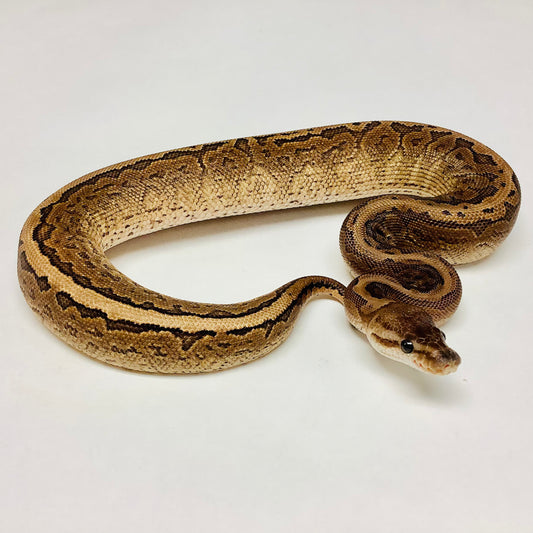 Cinnamon Woma Red Stripe Yellowbelly Ball Python - Female #2021F01