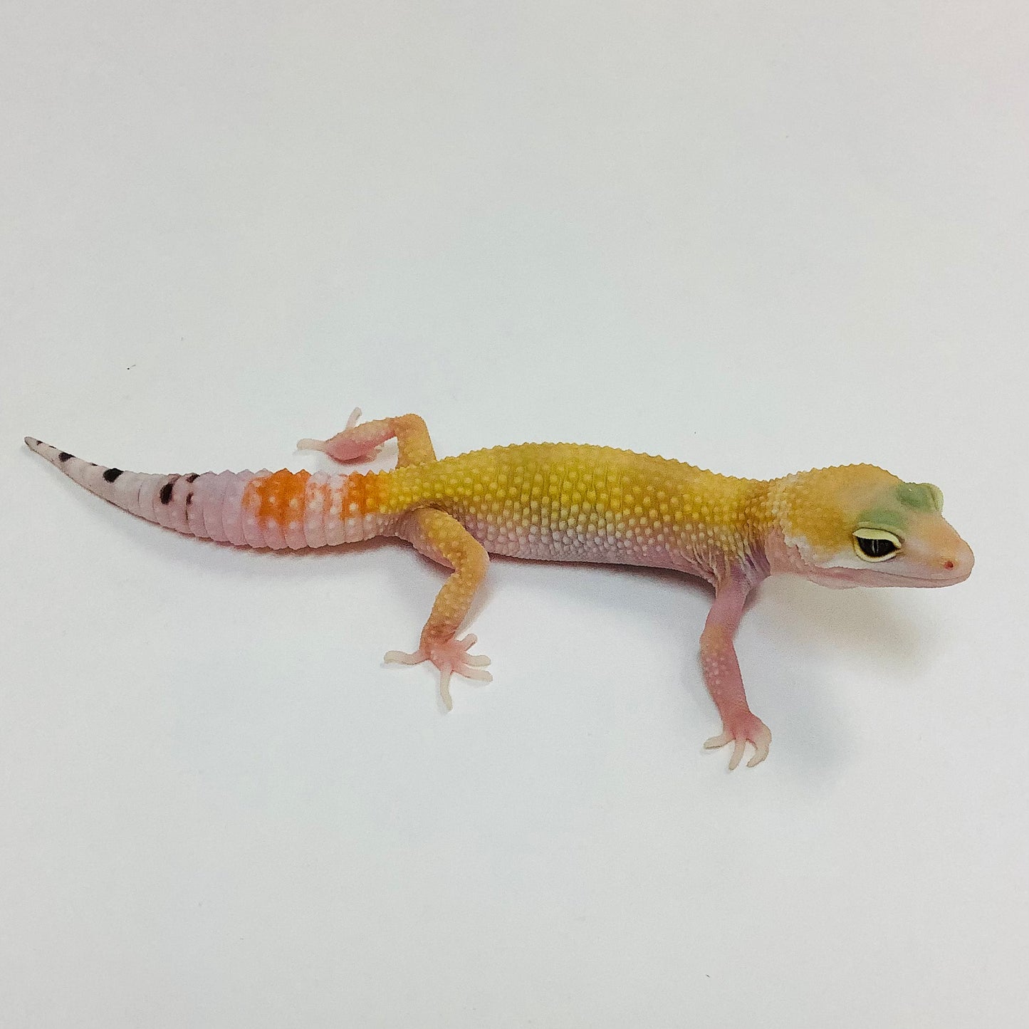 Super Hypo Tangerine Carrot Tail Baldy W/Y Leopard Gecko- Female #E-E6-91522-1