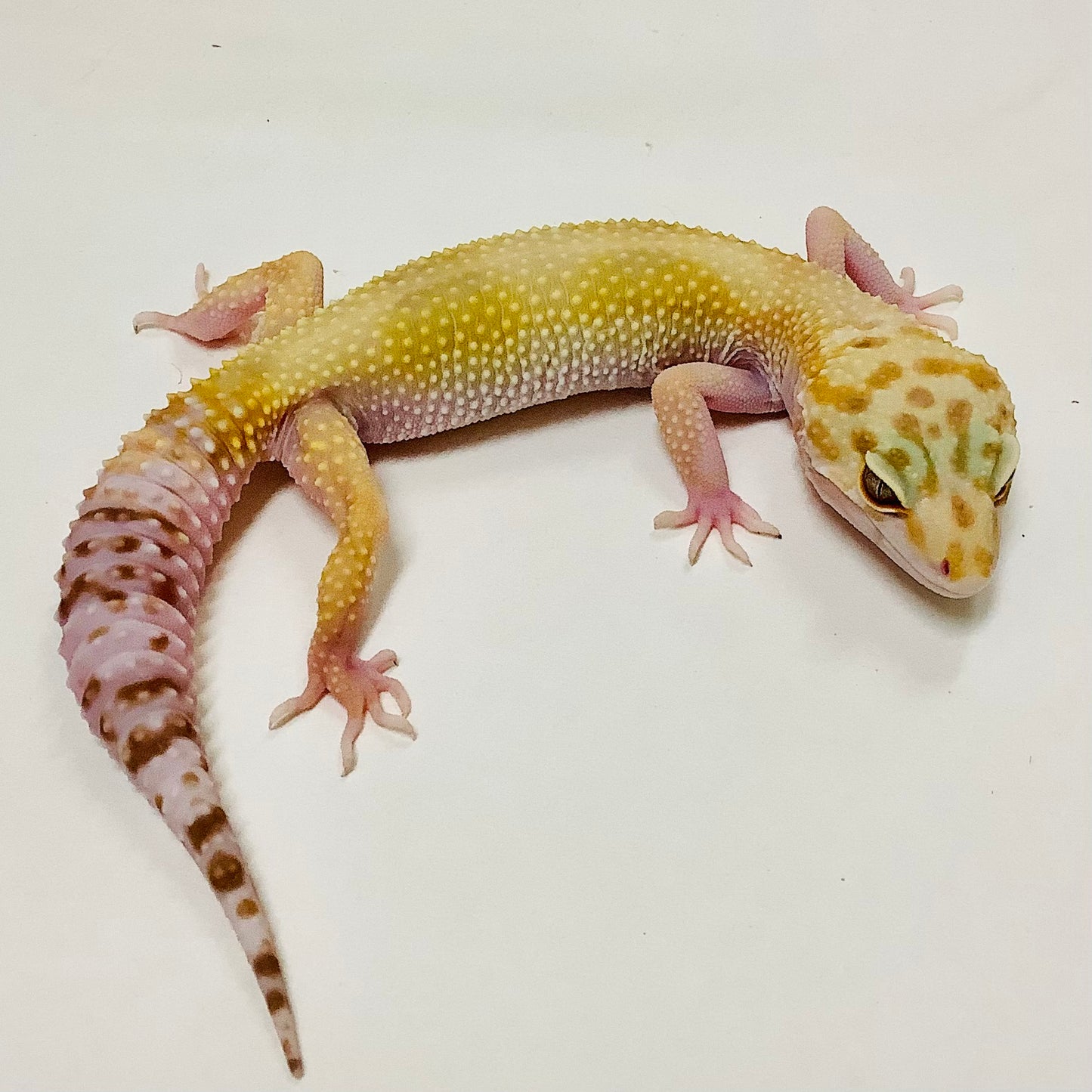 Snow Glow W/Y Het Eclipse Leopard Gecko- Female #B-J4-70720-1