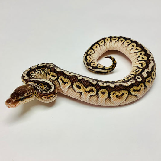 Ball Pythons for Sale at BHB Reptiles High Quality & Wide Variety in
