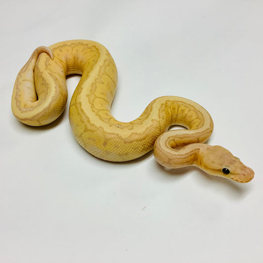 Banana Chocolate Lemonblast Ball Python - Male #2022M04