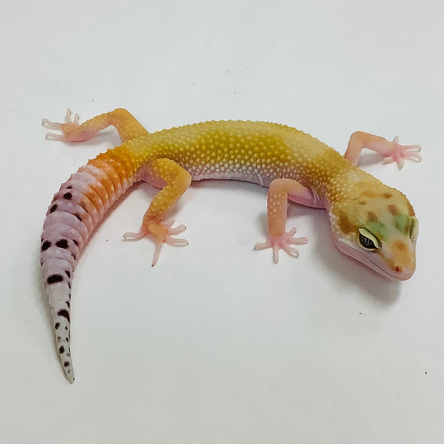 Super Hypo Tangerine Carrot Tail W/Y Leopard Gecko- Female #H-E6-91522-1