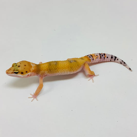 Tangerine W/Y Eclipse Pos Het Tremper Albino Leopard Gecko- Female #L-J4-80822-1