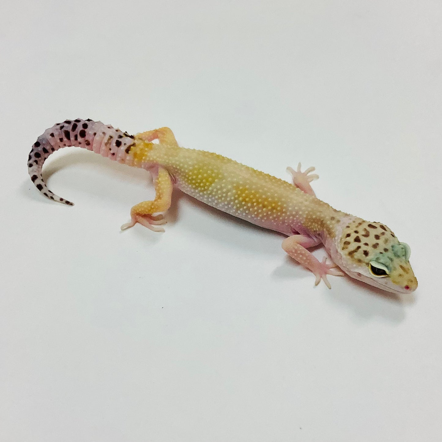 Super Hypo Mack Snow W/Y Het Eclipse Leopard Gecko Female #E-I5-73019-1