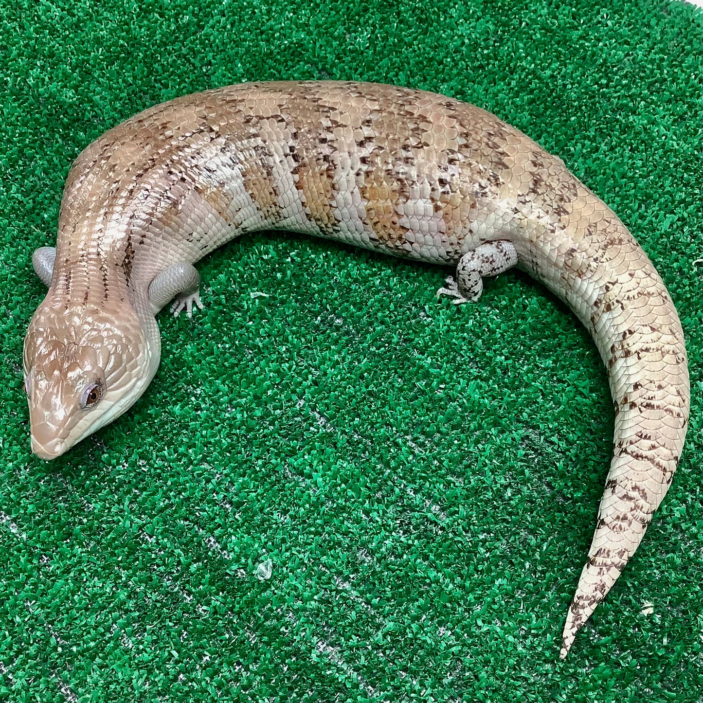 Adult Hypo Eastern Blue Tongue Skink- #02