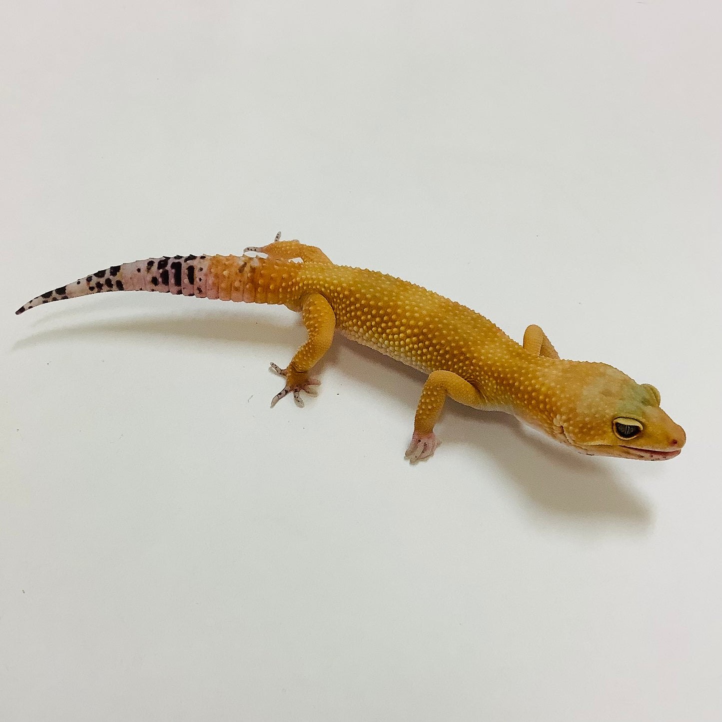 Super Hypo Tangerine Carrot Tail Leopard Geckos-Male - #K-E3-70821-1