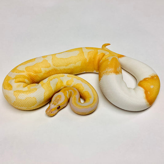 Dreamsicle Ball Python - Female #2021F03