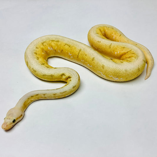 Bamboo Lemonblast Enchi X-Treme Ball Python - Male #2020M01-1