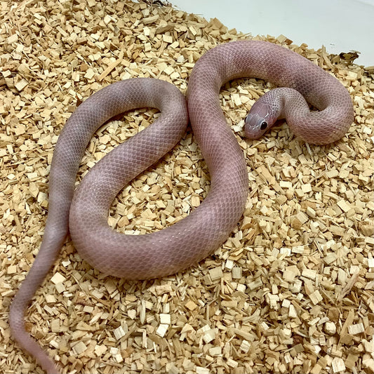 Lavender Snow California Kingsnake Male #2021M03-1