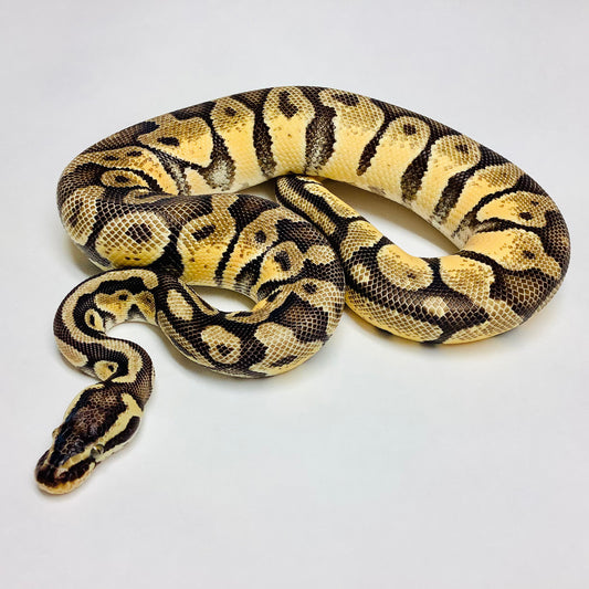 Pastel Enchi X-Treme Gene Ball Python - Male #2020M02-1